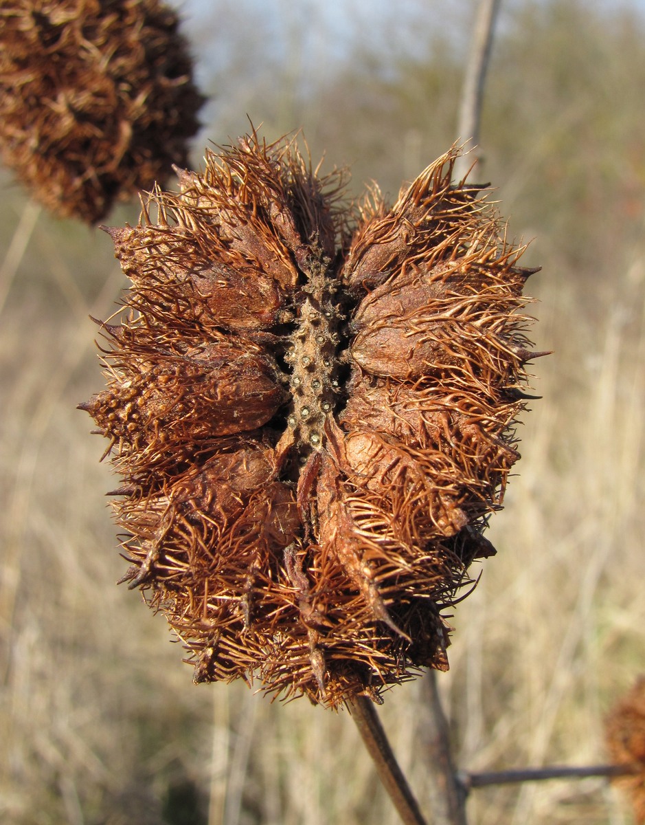 Image of Glycyrrhiza echinata specimen.