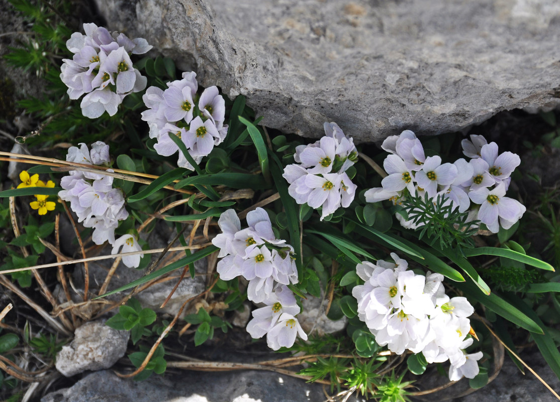 Изображение особи Eunomia rotundifolia.