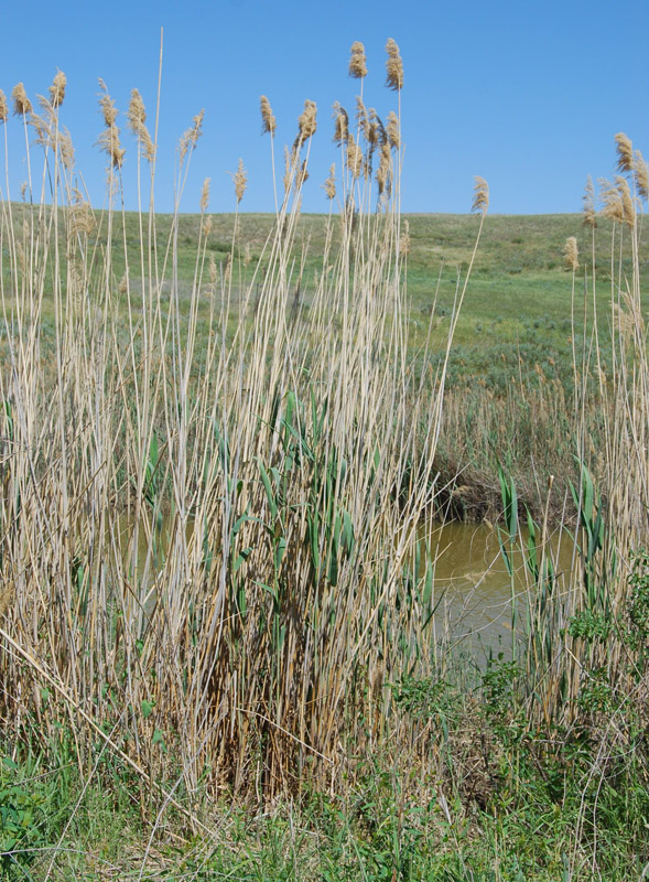 Изображение особи Phragmites australis.