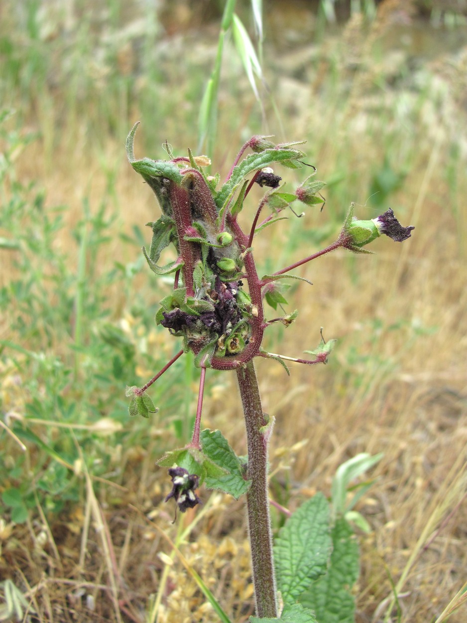 Image of Verbascum phoeniceum specimen.