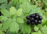 Actaea spicata