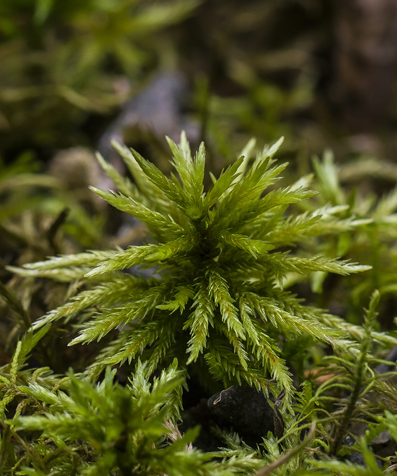 Image of Climacium dendroides specimen.