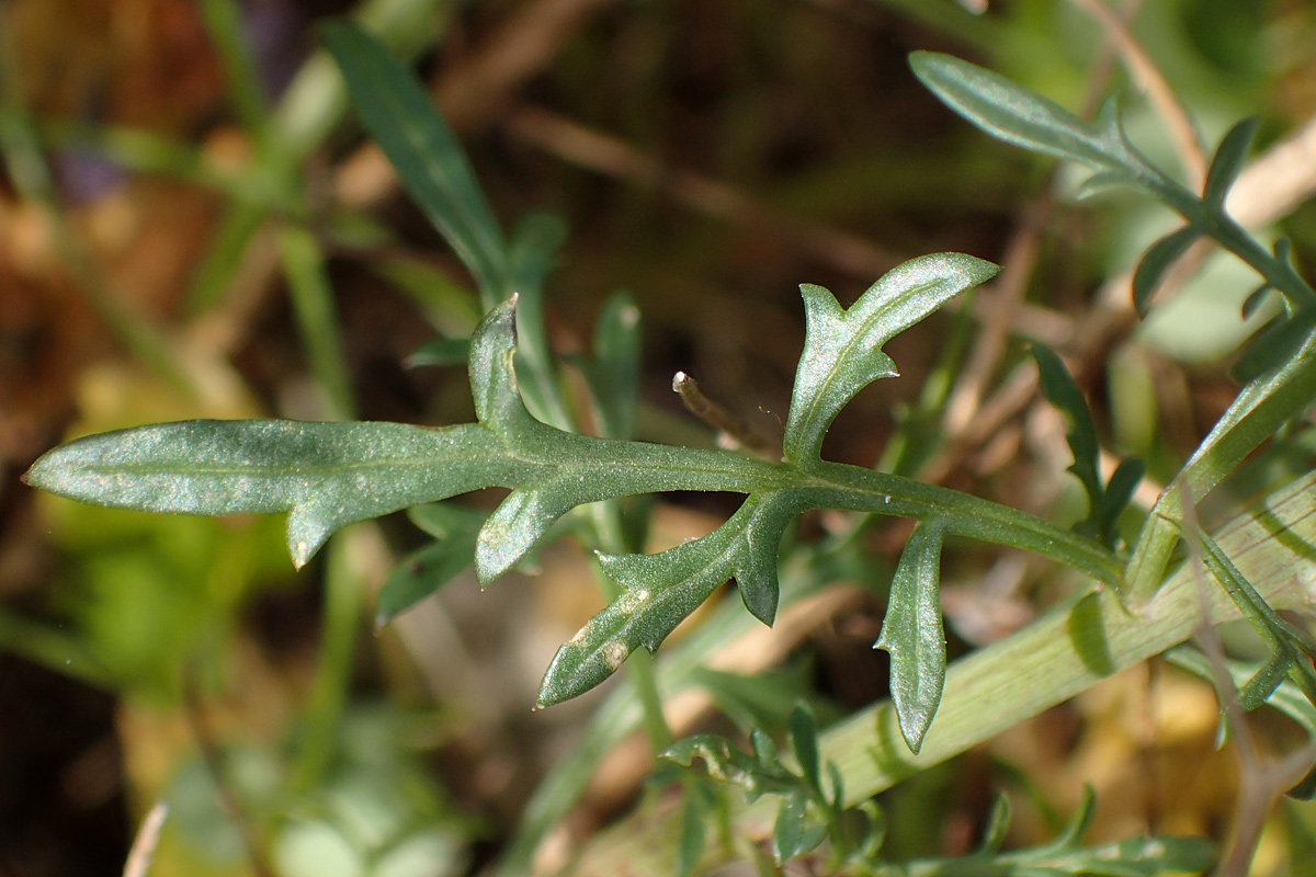 Image of Scrophularia bicolor specimen.