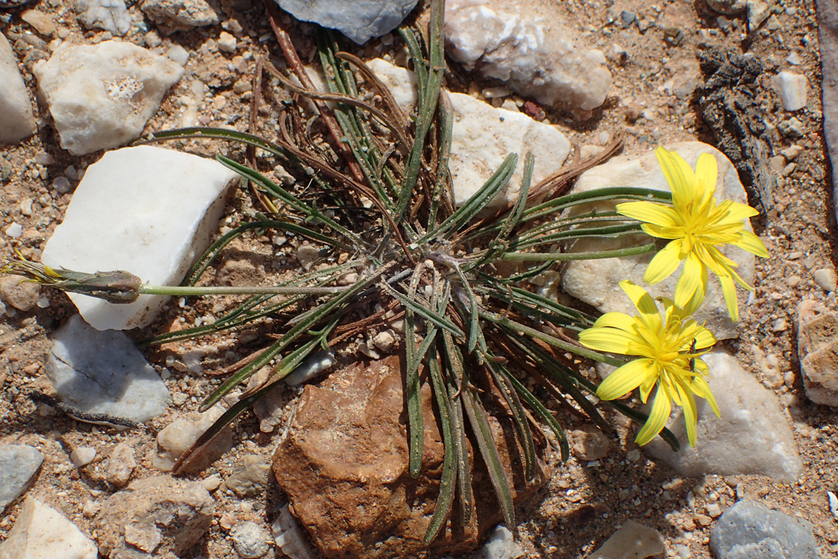 Image of Scorzonera cana specimen.