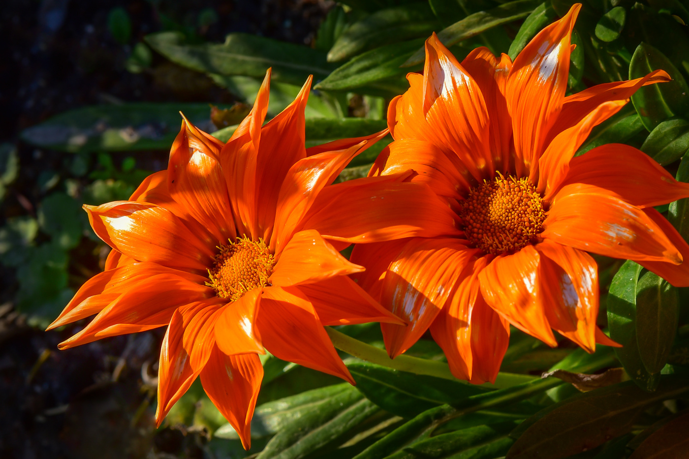 Изображение особи род Gazania.