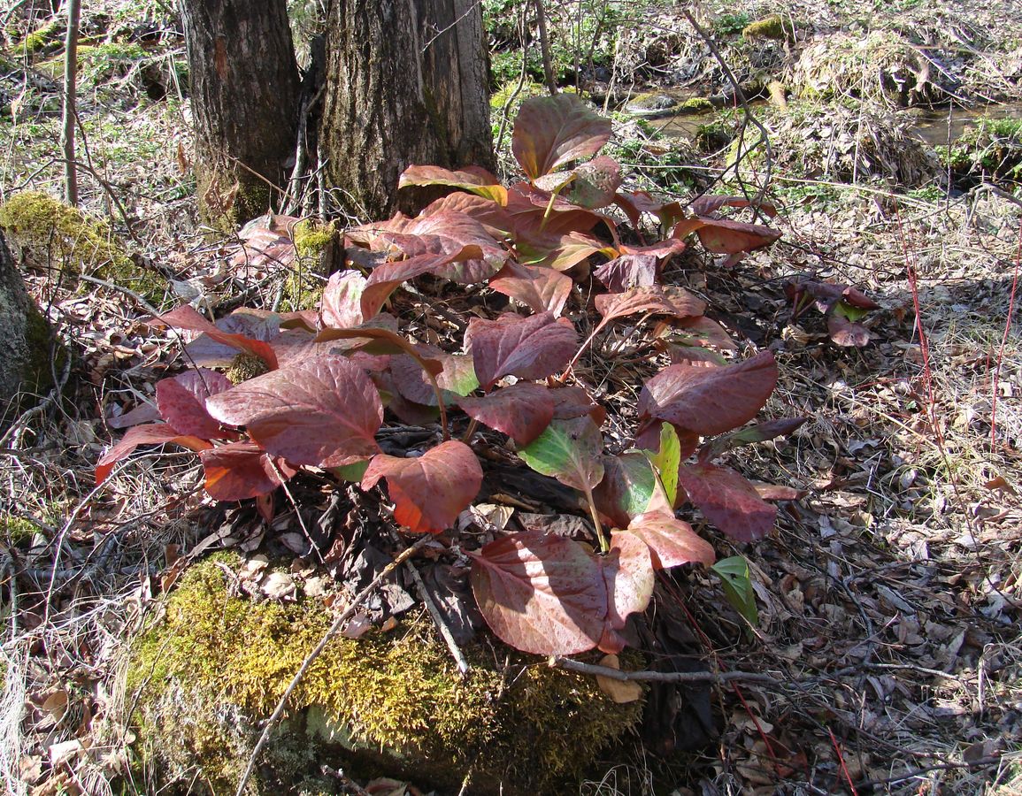 Image of Bergenia crassifolia specimen.