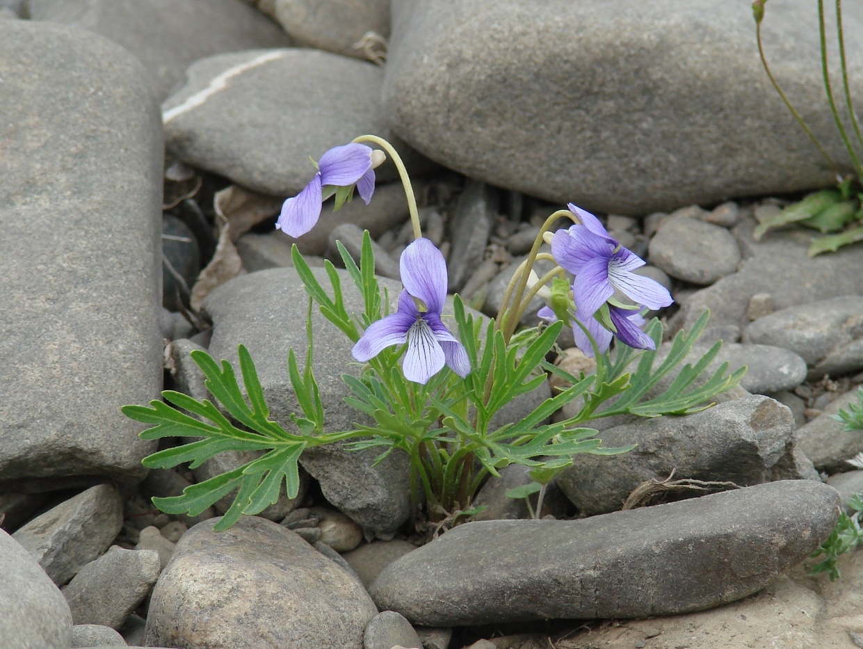 Image of Viola dissecta specimen.