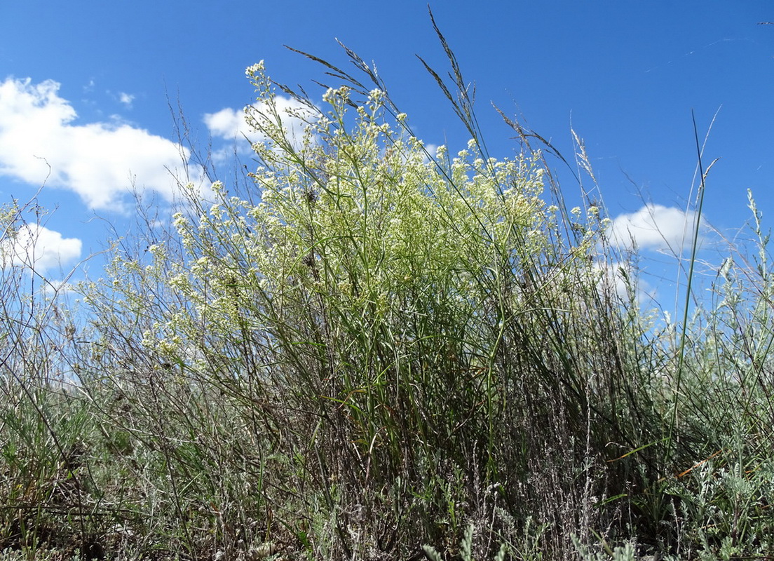 Image of Lepidium songaricum specimen.