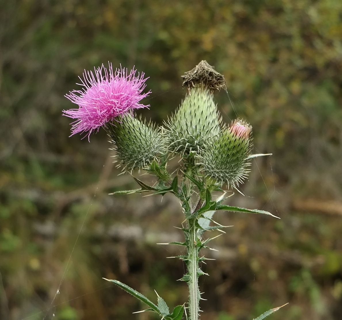 Image of Cirsium vulgare specimen.