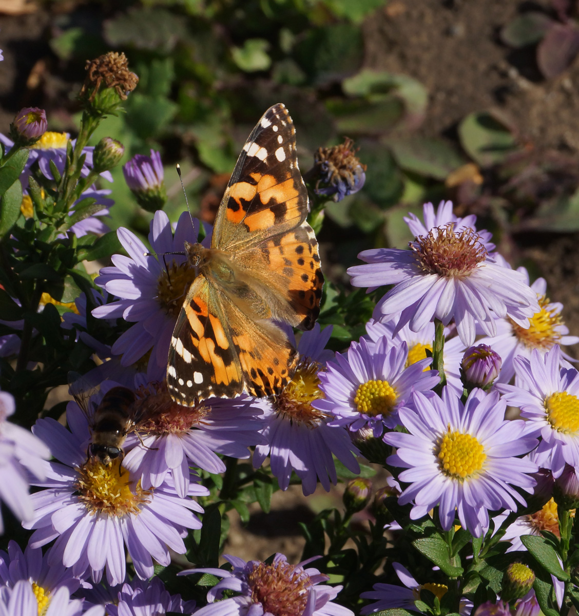 Image of Symphyotrichum &times; versicolor specimen.