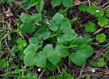 Hepatica nobilis