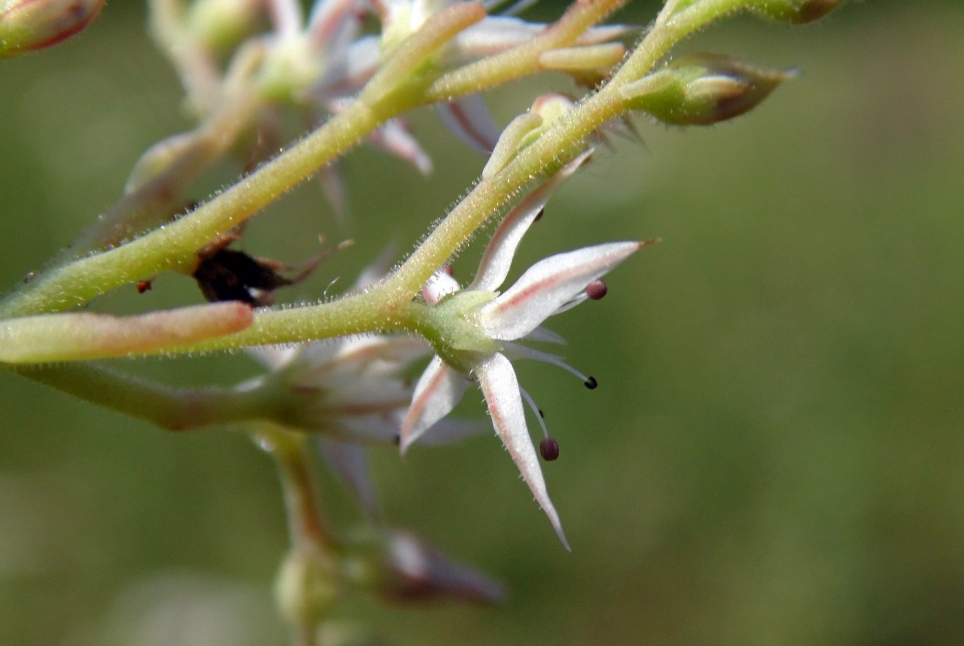 Image of Sedum pallidum specimen.