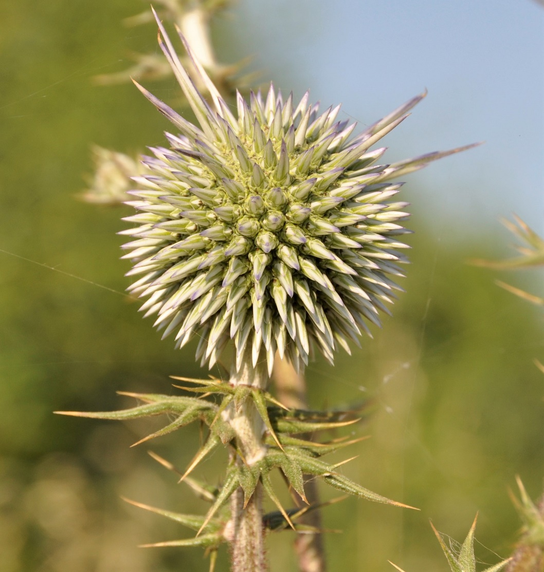 Изображение особи Echinops spinosissimus.