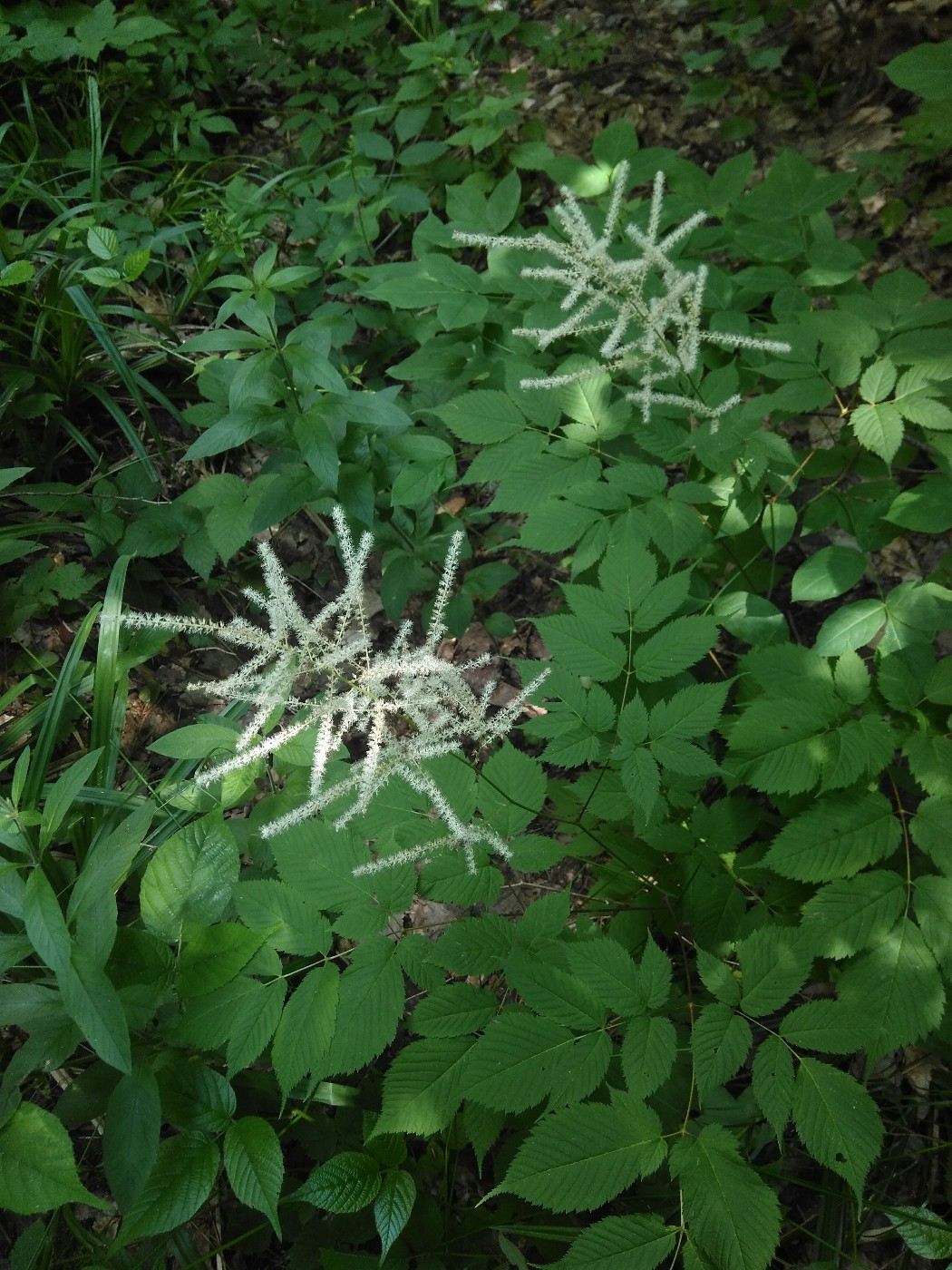 Image of Aruncus sylvestris specimen.