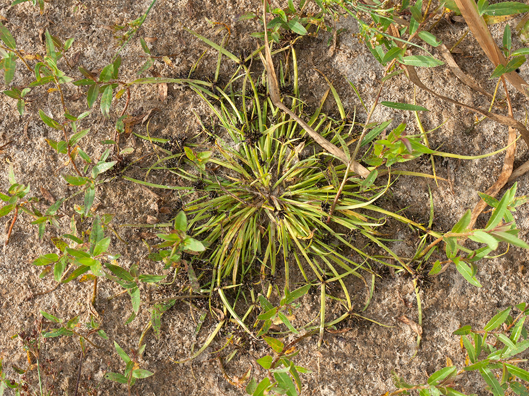 Image of Cyperus fuscus specimen.