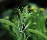 Buddleja davidii