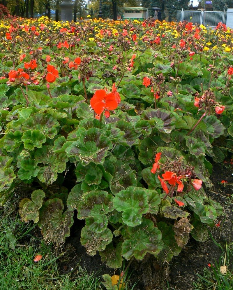 Image of Pelargonium hortorum specimen.