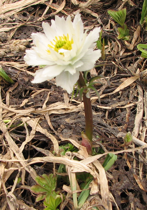 Изображение особи Trollius lilacinus.