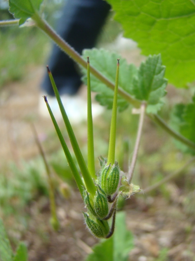 Image of Erodium malacoides specimen.