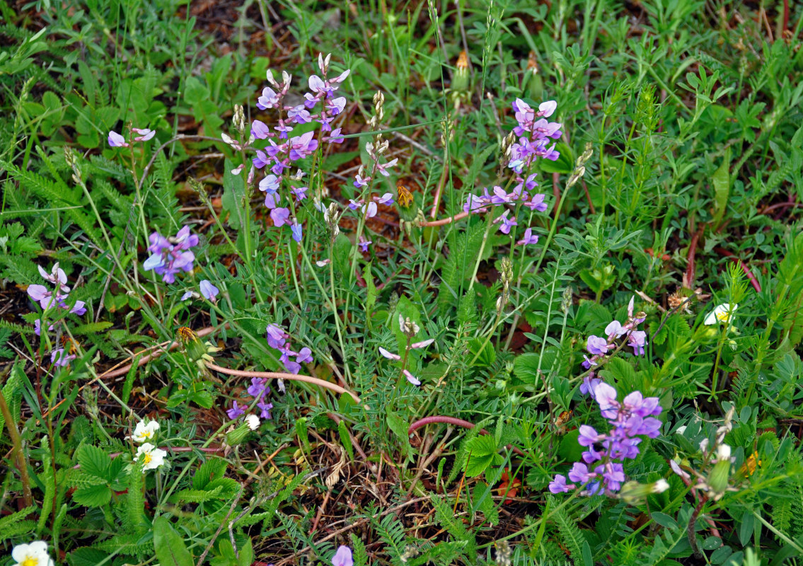 Image of Oxytropis teres specimen.