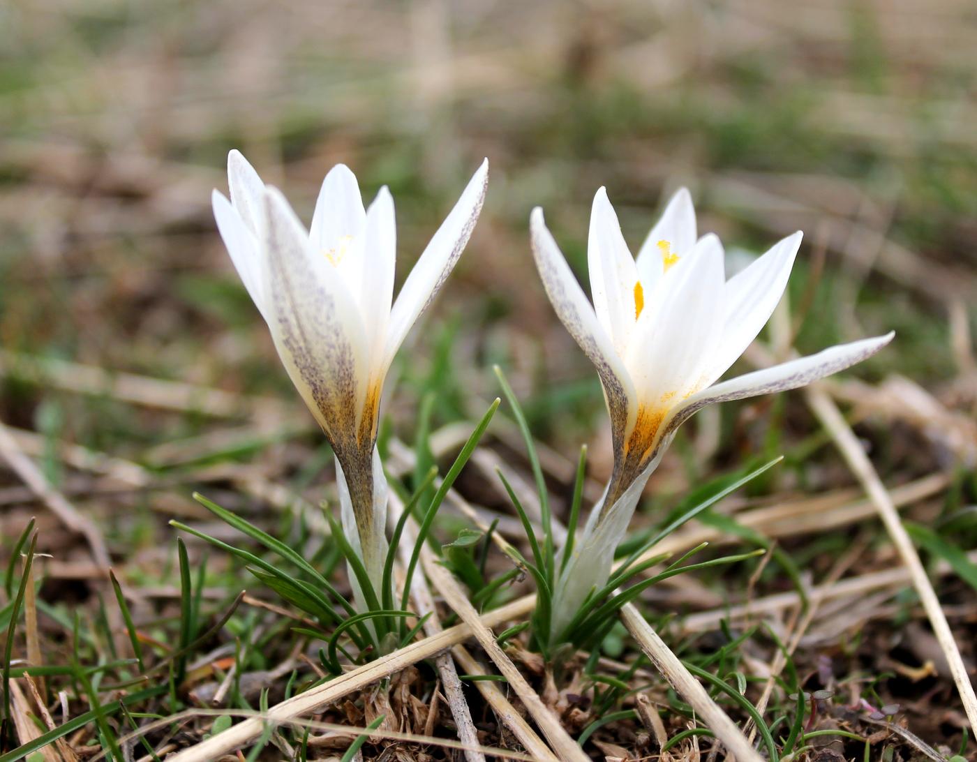 Image of Crocus alatavicus specimen.