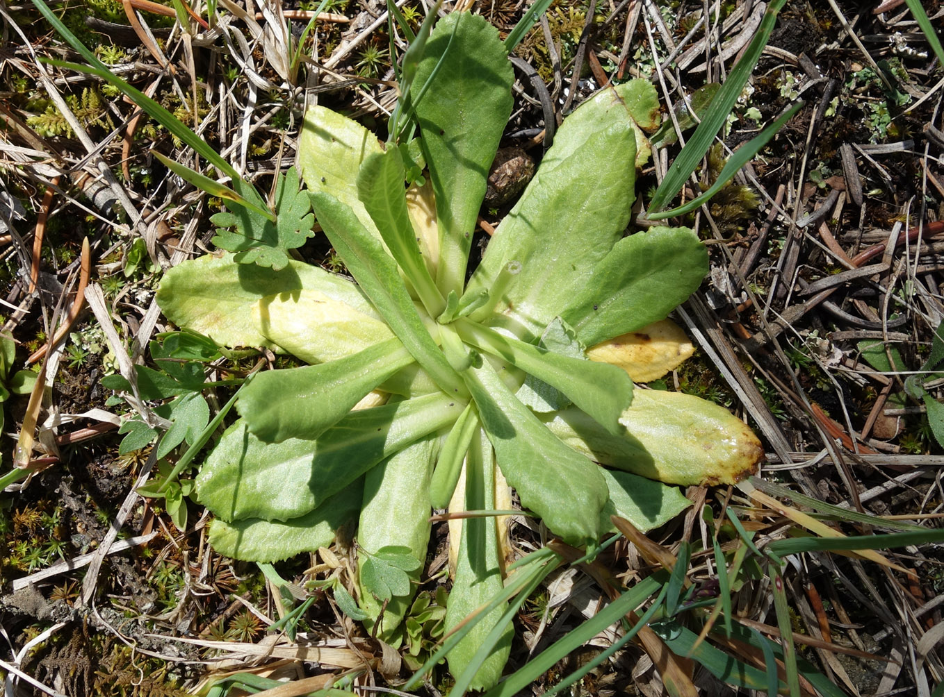 Image of Primula algida specimen.