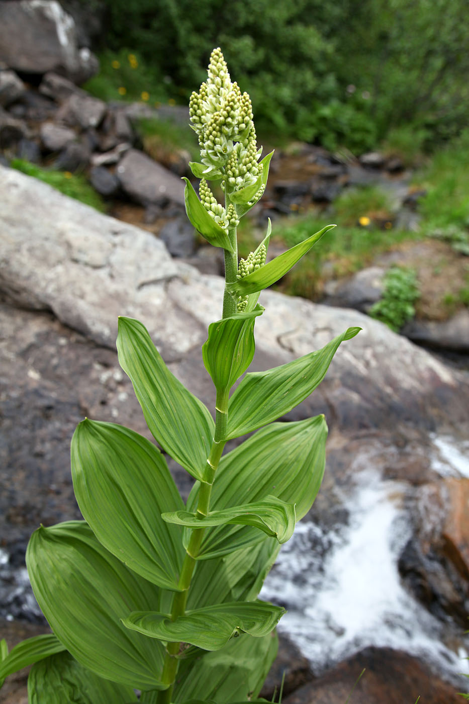 Image of Veratrum album specimen.