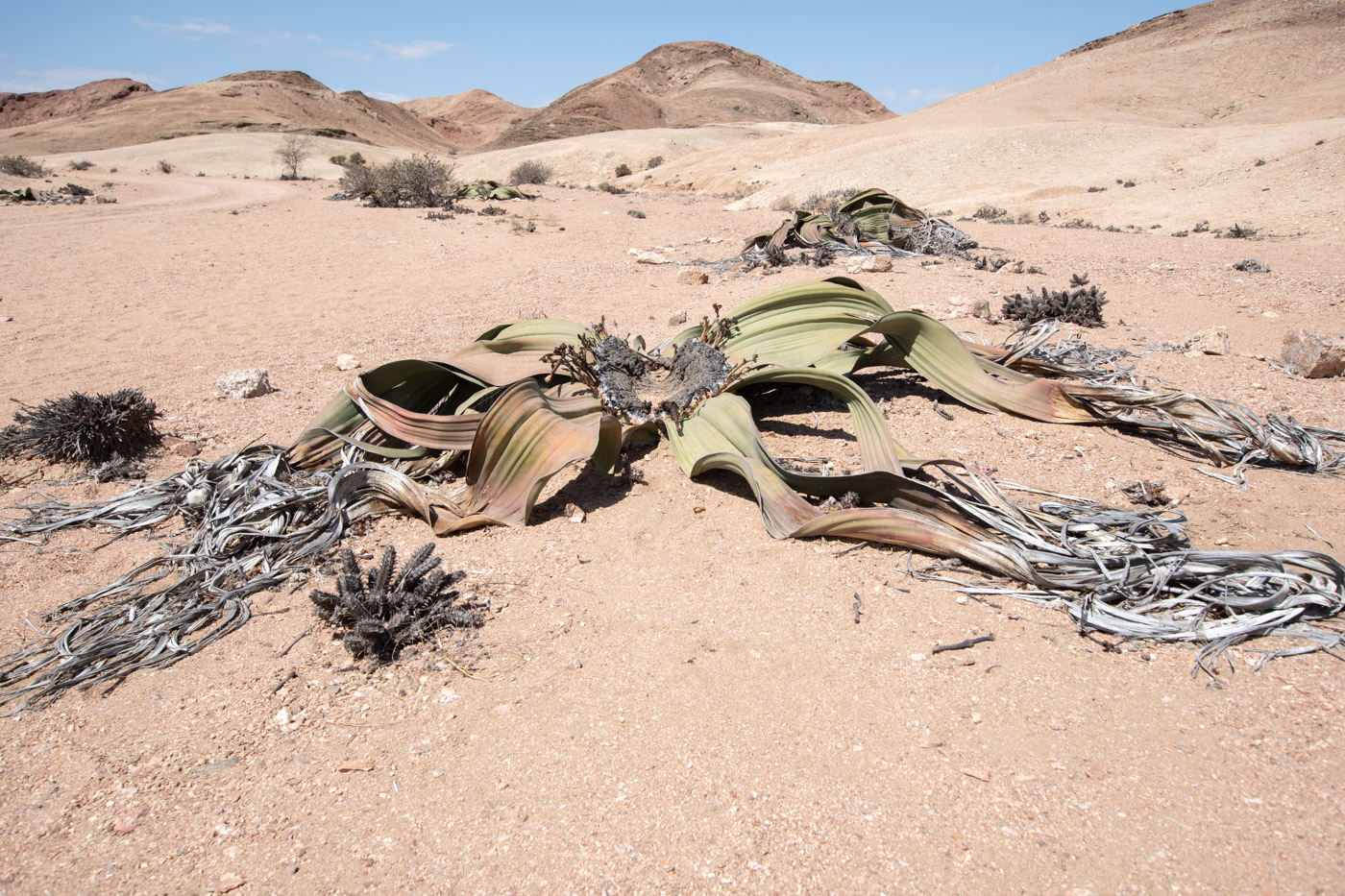 Image of Welwitschia mirabilis specimen.