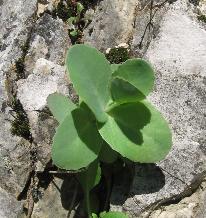 Image of Hylotelephium caucasicum specimen.