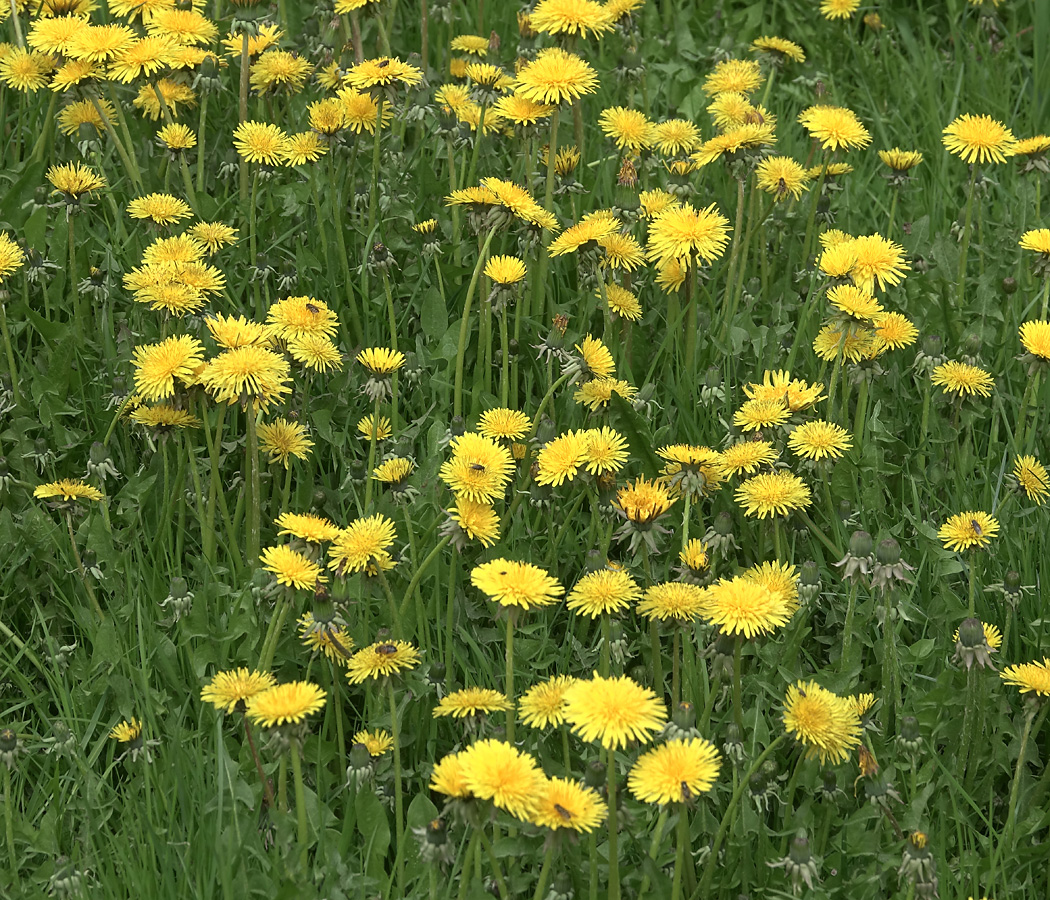 Image of Taraxacum officinale specimen.