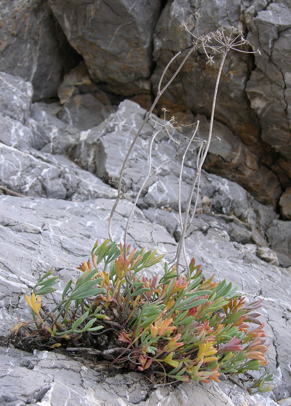 Изображение особи Crithmum maritimum.