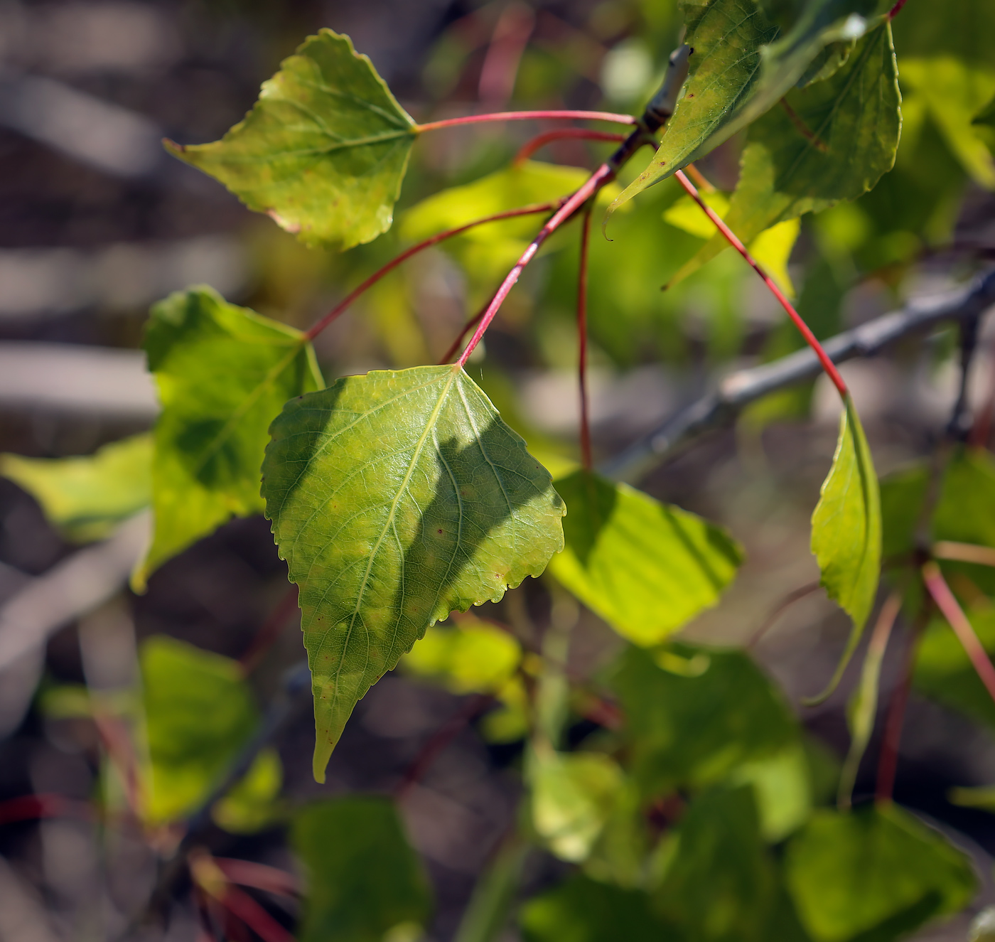 Image of Populus nigra specimen.