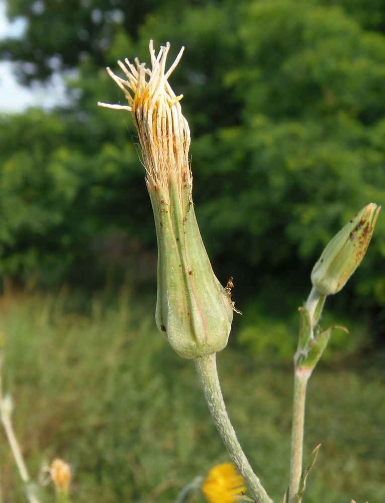 Image of Tragopogon borysthenicus specimen.