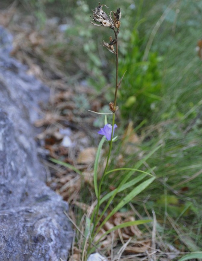 Image of Campanula persicifolia specimen.