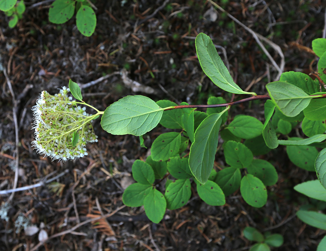 Image of Spiraea betulifolia specimen.