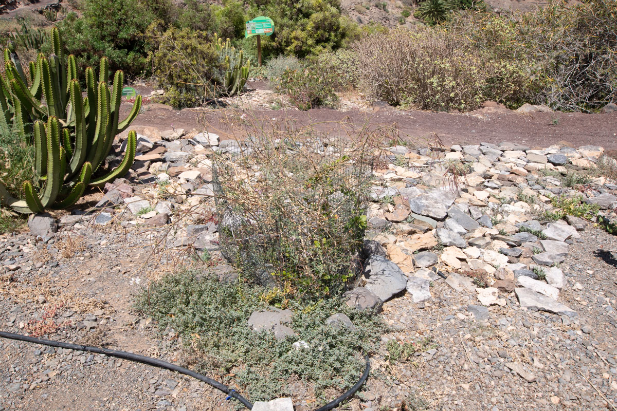 Image of Coronilla viminalis specimen.