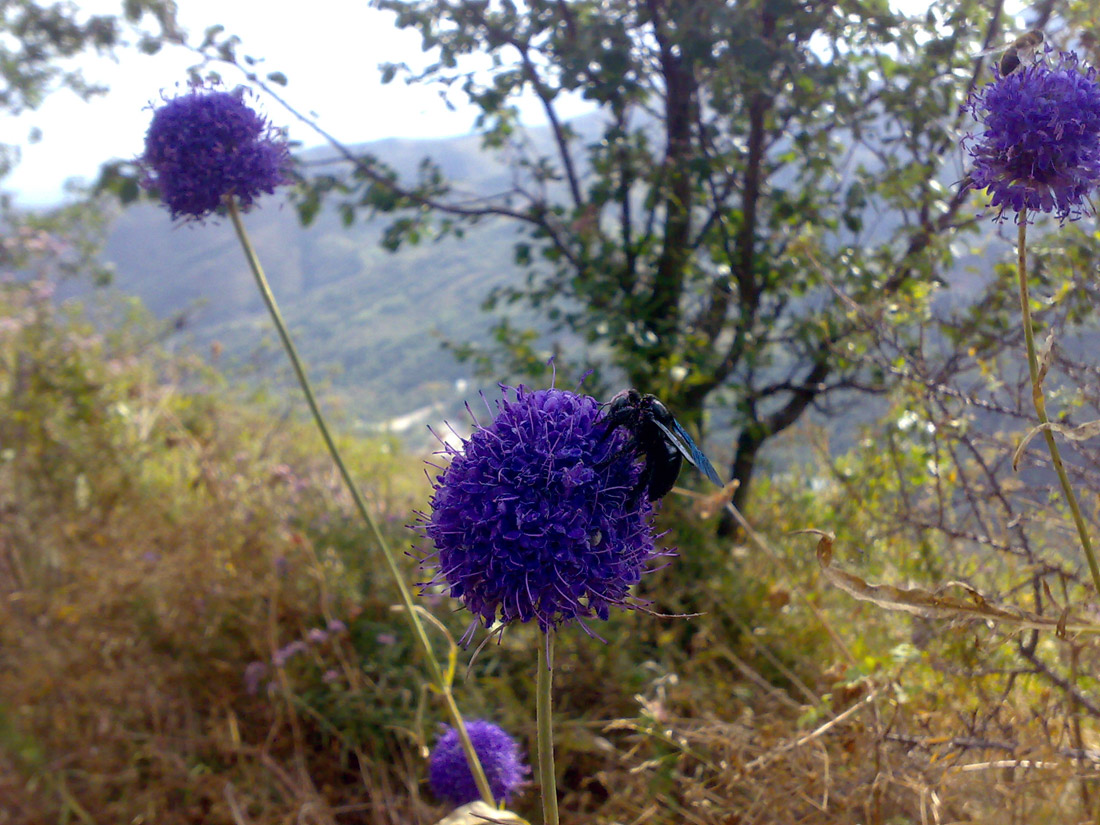 Image of Dipsacus dipsacoides specimen.