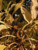 Смотреть изображение Fraxinus ptacovskyi
