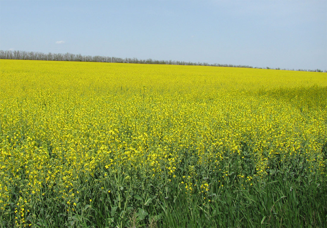 Изображение особи Brassica napus.