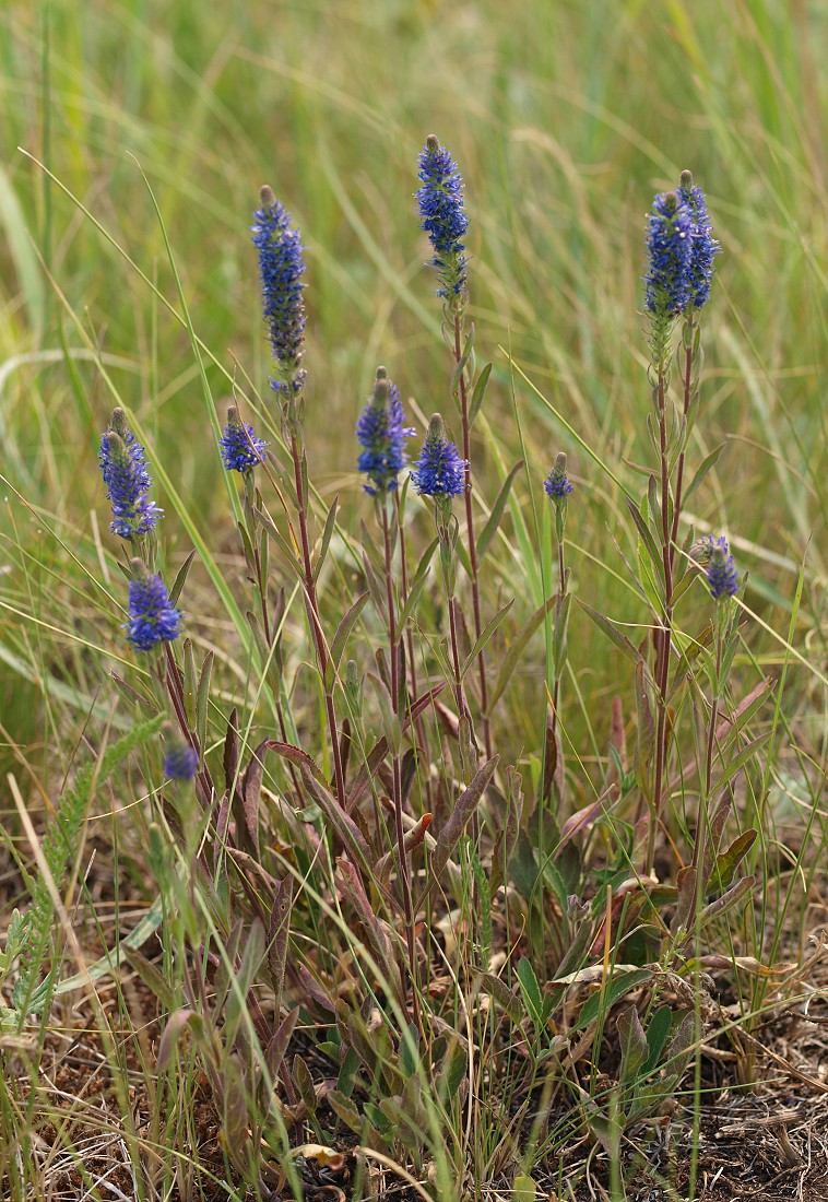 Image of Veronica spicata specimen.