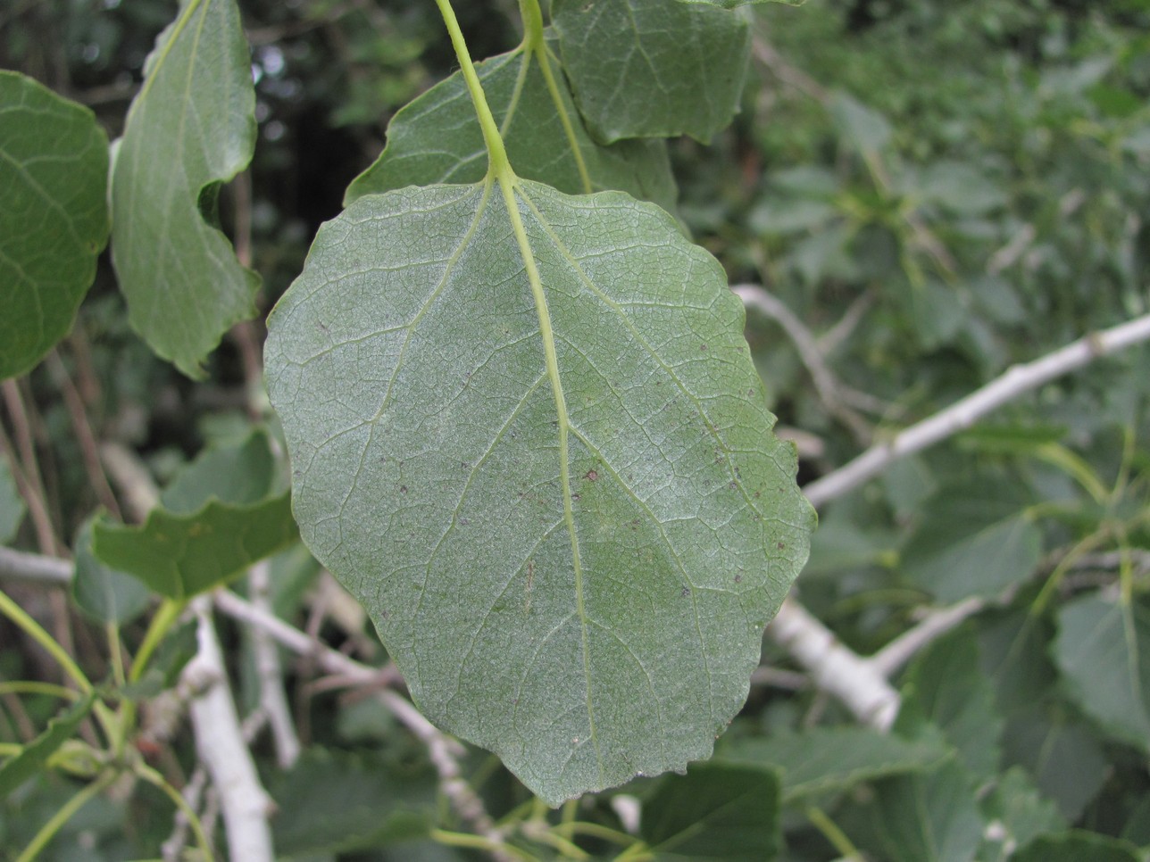 Image of Populus &times; canescens specimen.