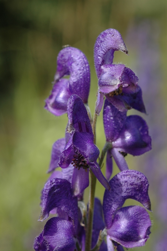 Image of Aconitum napellus specimen.