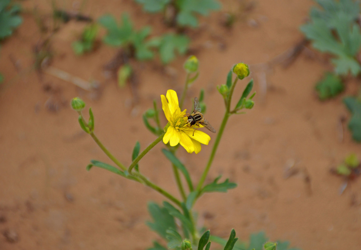 Изображение особи Ranunculus oxyspermus.