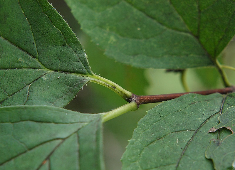 Image of Philadelphus tenuifolius specimen.