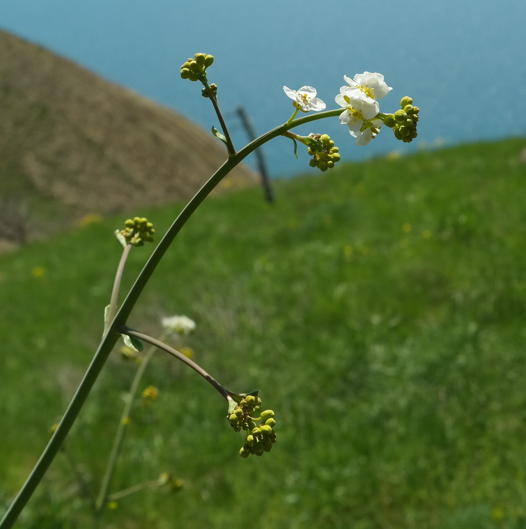 Image of Crambe koktebelica specimen.