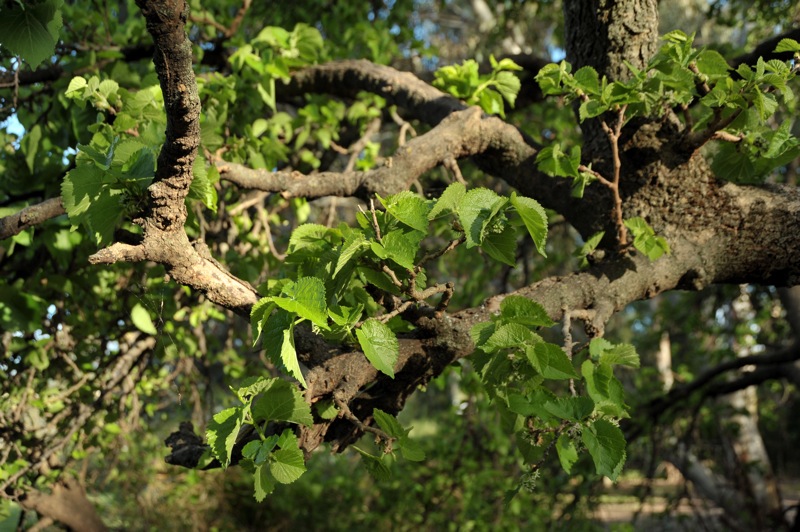 Image of Morus alba specimen.