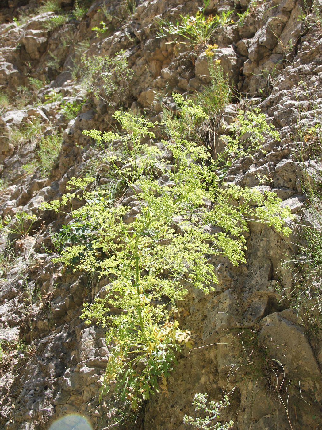 Image of Aulacospermum popovii specimen.