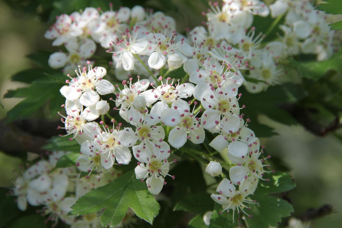 Изображение особи Crataegus turkestanica.