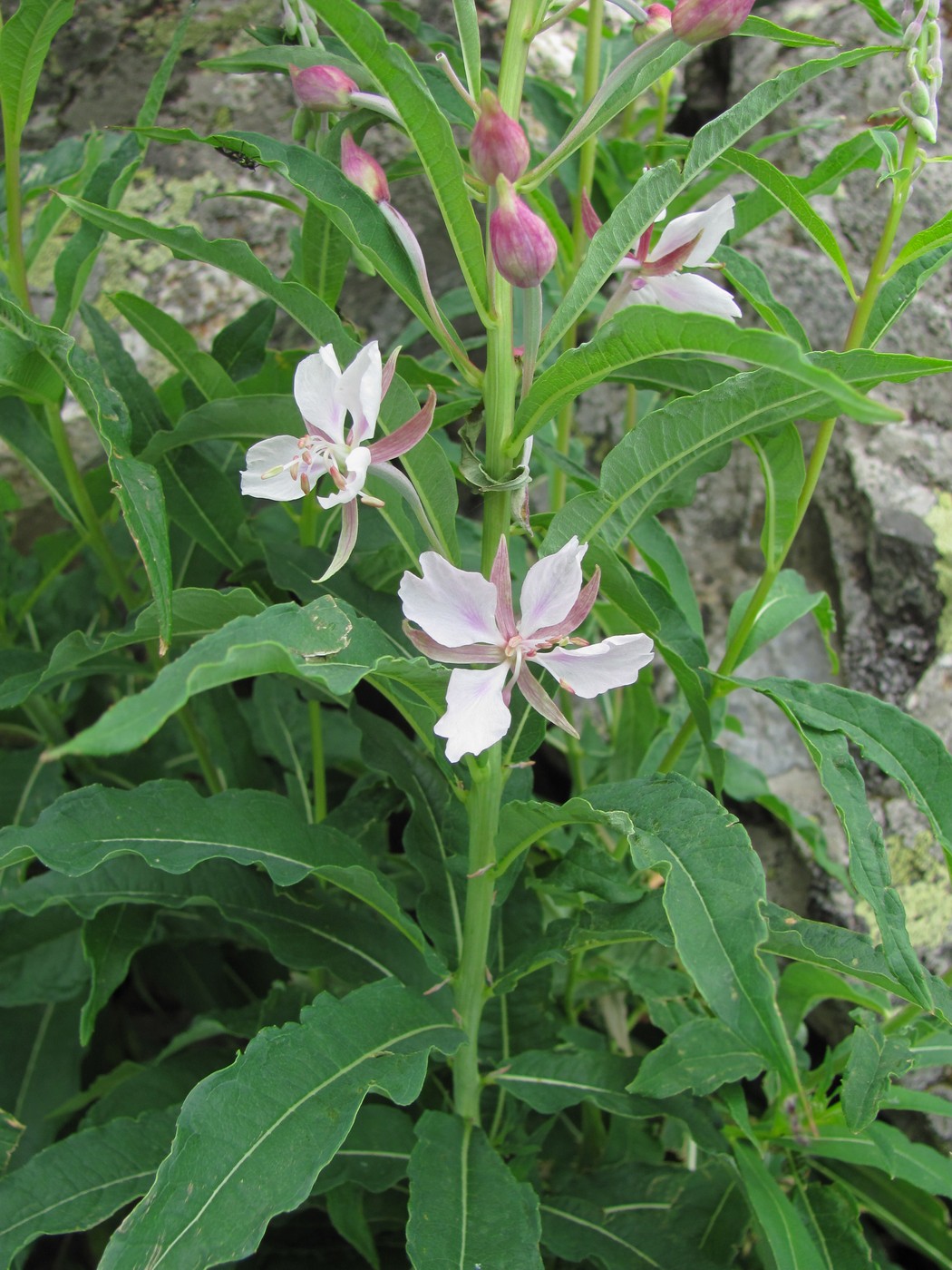 Image of Chamaenerion angustifolium specimen.