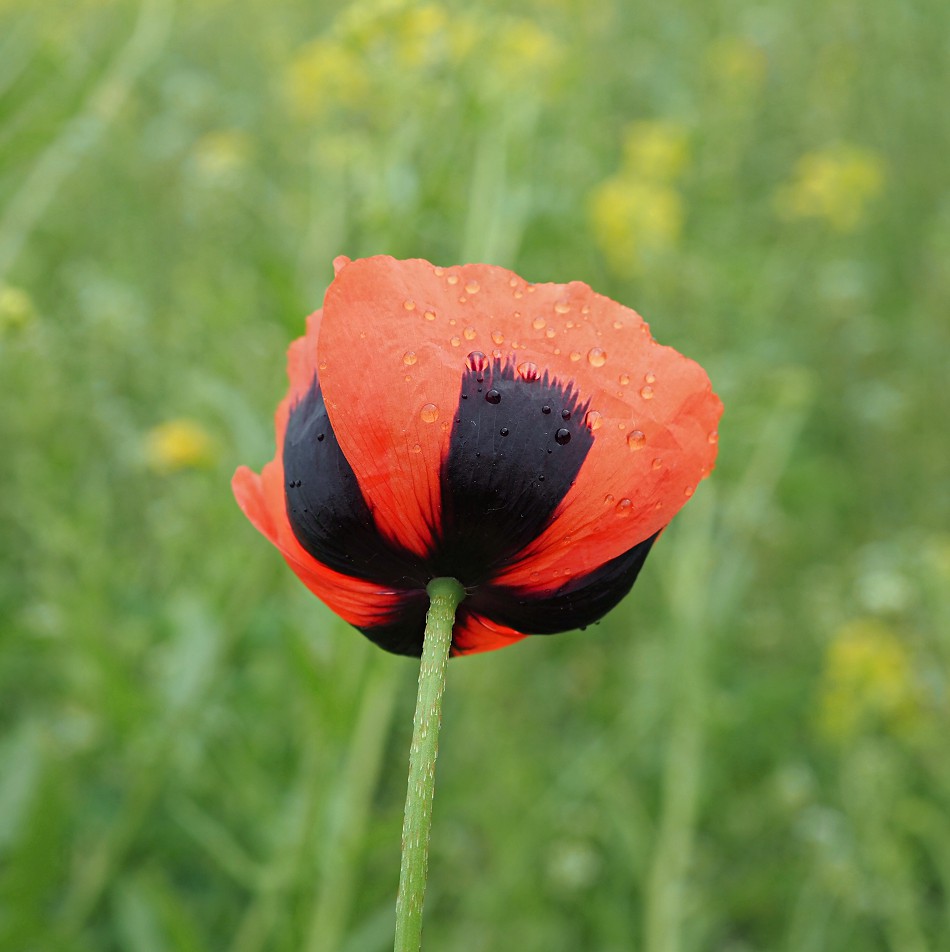 Image of Papaver stevenianum specimen.